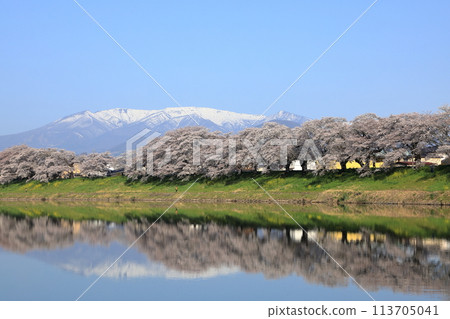 白石川沿岸千株櫻花美景 113705041