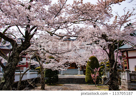 Spring at Lake Kawaguchi Cherry blossoms at Fuji Omuro Sengen Shrine 113705187