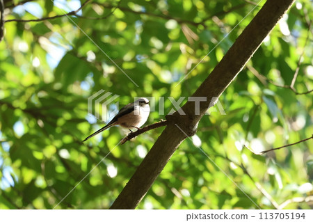 The long-tailed tit is a small bird with a body resembling a roll of cotton and a long tail. 113705194