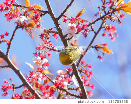 Cold cherry blossoms and whitetail 113705268