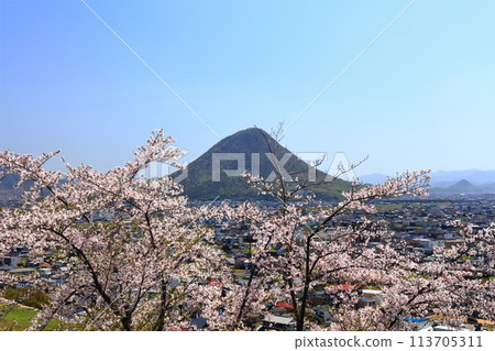 [Kagawa Prefecture] The cityscape of Marugame City and Mt. Iino (Sanuki Fuji) seen from Marugame Castle in the spring when cherry blossoms bloom 113705311