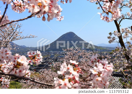 [Kagawa Prefecture] The cityscape of Marugame City and Mt. Iino (Sanuki Fuji) seen from Marugame Castle in the spring when cherry blossoms bloom 113705312