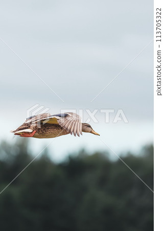 Flying duck, side view, good angle and phase of the wings. Flying duck, side view, good angle and phase of the wings. 113705322