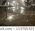 Cherry blossoms reflected in a puddle at night 113705323