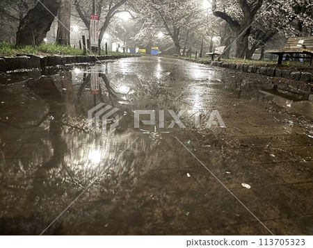 Cherry blossoms reflected in a puddle at night 113705323
