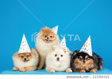 A group of four pomeranian spitz in festive hats. Dogs celebrating. Isolated on a blue background. A group of four pomeranian spitz in festive hats. Dogs celebrating. Isolated on a blue background. 113705325