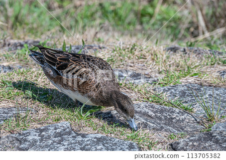 A Wigeon pecking at wildflowers 113705382