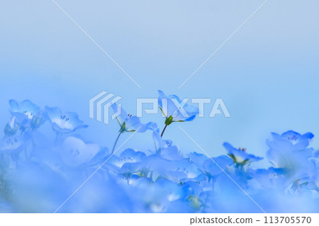 Nemophila Blue Flower Nemophila Blue Flower 113705570