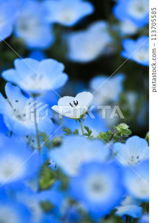 Nemophila藍色花 113705585