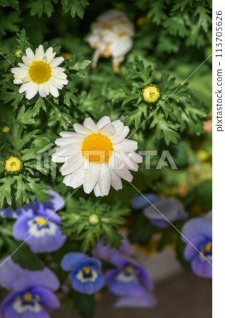 Marguerite white flowers blooming in spring flowerbed Marguerite white flowers blooming in spring flowerbed 113705626