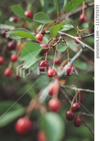 Cherry tree at the garden (vertical, bokeh) Cherry tree at the garden (vertical, bokeh) 113705635