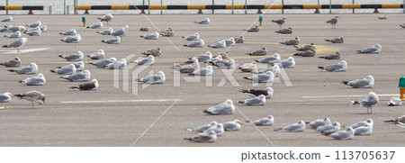 Flock of seagulls is resting on the roof. Wide panorama image. Flock of seagulls is resting on the roof. Wide panorama image. 113705637