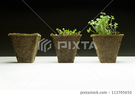 green sprouts of young seedlings in peat pots at different stages of growth for home growing vegetables against black and white background green sprouts of young seedlings in peat pots at different stages of growth for home growing vegetables against black and white background 113705650
