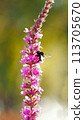 A bumblebee pollinates a beautiful blooming pink flower. Vertical 16 113705670