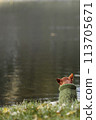 Warmly dressed small dog sits on morning walk and looks at the haze on the water. 113705671