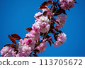 Branch of sakura or cherry tree in bloom. Beautiful pink flowers at the background of blue sky. 113705672
