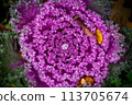 decorative cabbage with dew on it 113705674
