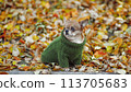 dressed chihuahua at autumn. dog wearing a green pullover. 113705683