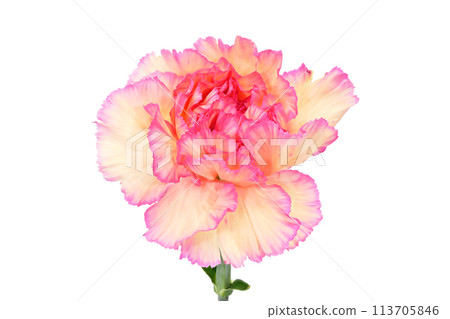 [Carnation] (depth synthesis) 113705846