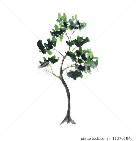 Watercolor tree, minimal style, side view. Hand drawn watercolour illustration, isolated on white background. Environment and ecology. Tall green conifer plants. Woodland nature summer forest clipart Watercolor tree, minimal style, side view. Hand drawn watercolour illustration, isolated on white background. Environment and ecology. Tall green conifer plants. Woodland nature summer forest clipart 113705943