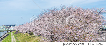 “東京”荒川赤羽櫻月 一排櫻花樹在綠地中 “東京”荒川赤羽櫻月 一排櫻花樹在綠地中 113706262
