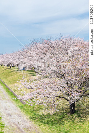 "Tokyo" Arakawa Akabane Sakuratsutsumi A row of cherry blossom trees in the green area 113706265