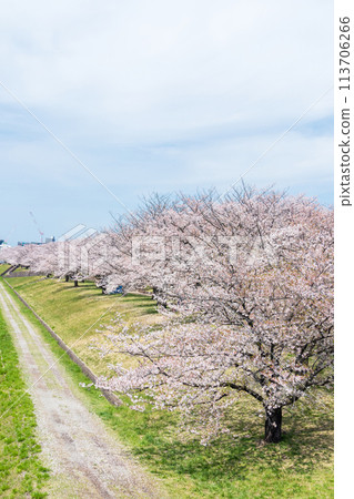 "Tokyo" Arakawa Akabane Sakuratsutsumi A row of cherry blossom trees in the green area 113706266