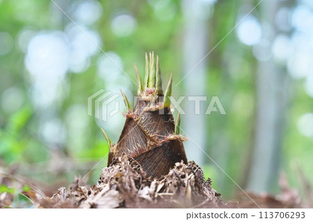 Bamboo shoots 113706293