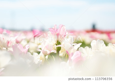 白色鬱金香在白色蓬鬆的氣氛中綻放 白色鬱金香在白色蓬鬆的氣氛中綻放 113706356