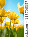 從下面看黃色鬱金香 113706357