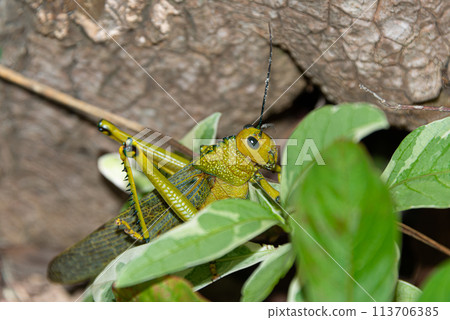 Locust in a caribbean rain forest 113706385
