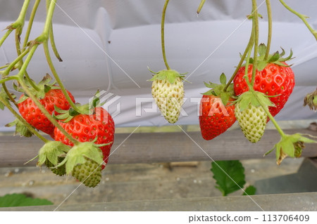 Strawberry picking: ripe strawberries Strawberry picking: ripe strawberries 113706409