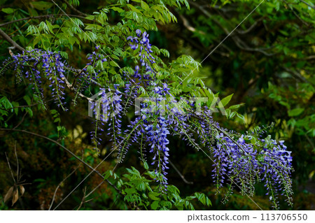 Flowering of wisteria, a vine of the legume family 113706550