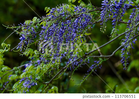 Flowering of wisteria, a vine of the legume family Flowering of wisteria, a vine of the legume family 113706551