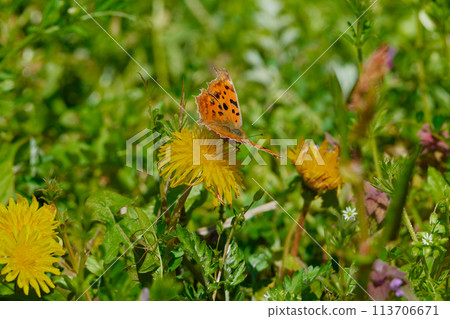 越冬蝴蝶、蛺蝶科、Kitateha♀ 的吸蜜蝴蝶 113706671