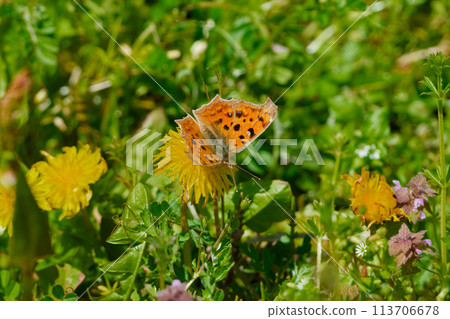 越冬蝴蝶、蛺蝶科、Kitateha♀ 的吸蜜蝴蝶 113706678