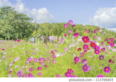 札幌市大波斯菊田瀧野鈴蘭之丘公園 札幌市大波斯菊田瀧野鈴蘭之丘公園 113706803
