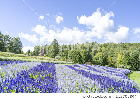 Salvia 瀧野鈴蘭之丘公園 札幌市 Salvia 瀧野鈴蘭之丘公園 札幌市 113706804
