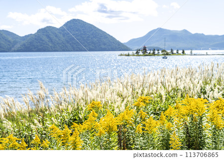 洞爺湖畔的一枝黃花和蒲葦，背景是浮禦堂和有珠山，洞爺湖町 113706865