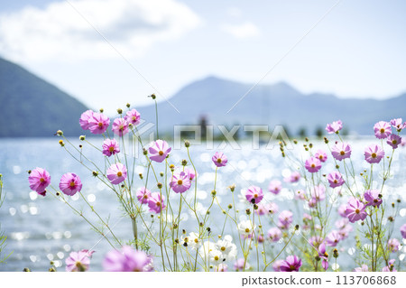 洞爺湖,波斯菊盛開,背景是浮禦堂和有珠山,洞爺湖町 洞爺湖,波斯菊盛開,背景是浮禦堂和有珠山,洞爺湖町 113706868