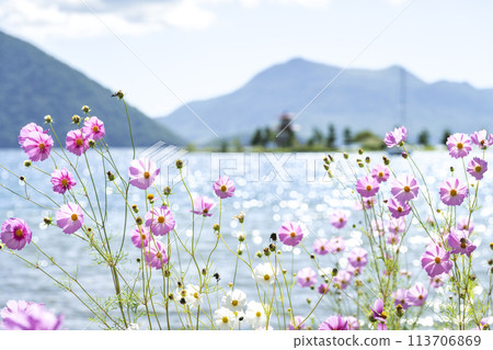 洞爺湖,波斯菊盛開,背景是浮禦堂和有珠山,洞爺湖町 洞爺湖,波斯菊盛開,背景是浮禦堂和有珠山,洞爺湖町 113706869