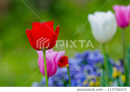 春天的花壇：百合科鬱金香的紅色花朵 113706872
