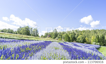 Salvia 16:9 Takino Suzuran Hills Park Sapporo City Salvia 16:9 Takino Suzuran Hills Park Sapporo City 113706916