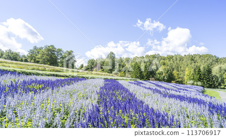 Salvia 16:9 Takino Suzuran Hills Park Sapporo City Salvia 16:9 Takino Suzuran Hills Park Sapporo City 113706917