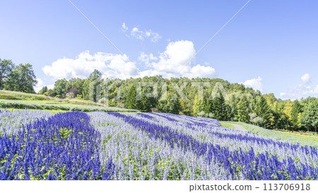 Salvia 16:9 Takino Suzuran Hills Park Sapporo City 113706918