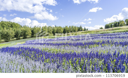 Salvia 16:9 Takino Suzuran Hills Park Sapporo City Salvia 16:9 Takino Suzuran Hills Park Sapporo City 113706919