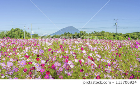 Cosmos fields at Roadside Station Toya Lake and Mt. Yotei 16:9 Toyako Town 113706924