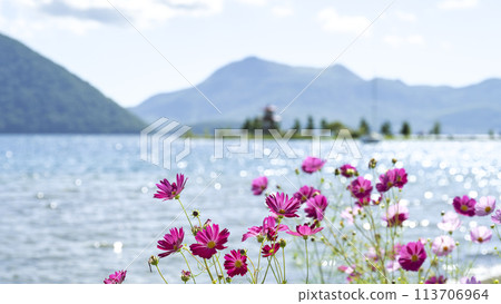 Cosmos blooming on Lake Toya, with Ukimido and Mount Usu in the background. 16:9. Toya Town. 113706964