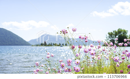Cosmos blooming on Lake Toya, with Ukimido and Mount Usu in the background. 16:9. Toya Town. 113706966