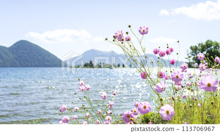 Cosmos blooming on Lake Toya, with Ukimido and Mount Usu in the background. 16:9. Toya Town. Cosmos blooming on Lake Toya, with Ukimido and Mount Usu in the background. 16:9. Toya Town. 113706967